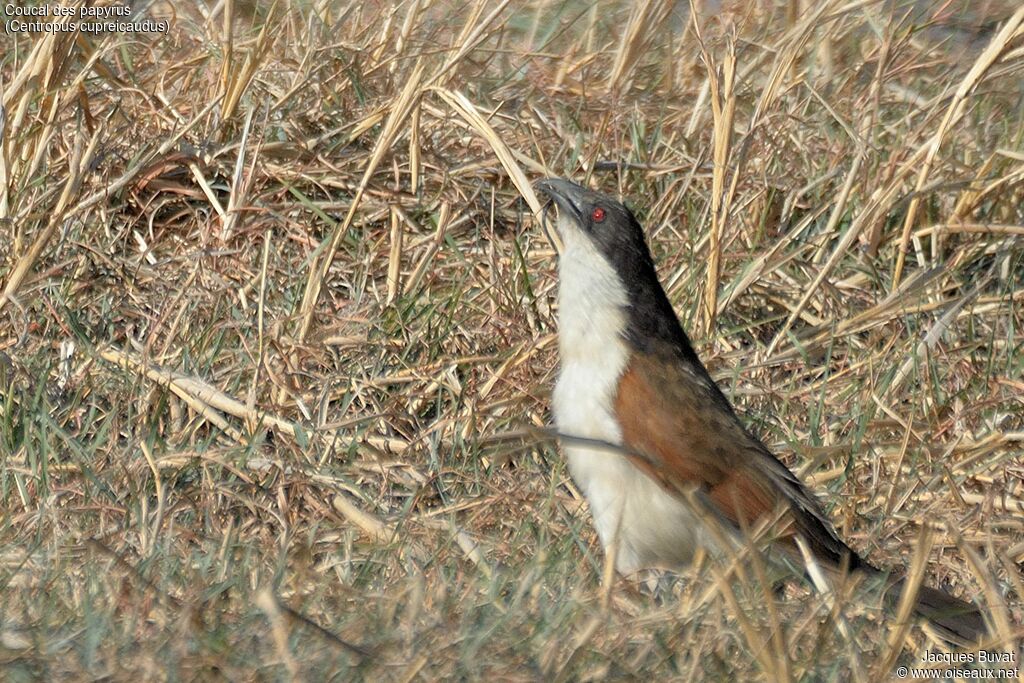 Coucal des papyrusadulte