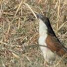 Coucal des papyrus