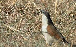 Coppery-tailed Coucal