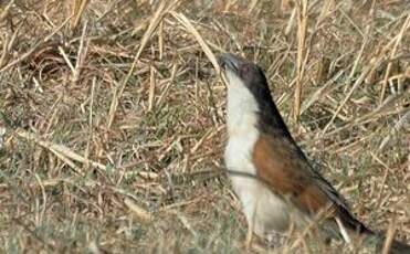 Coucal des papyrus