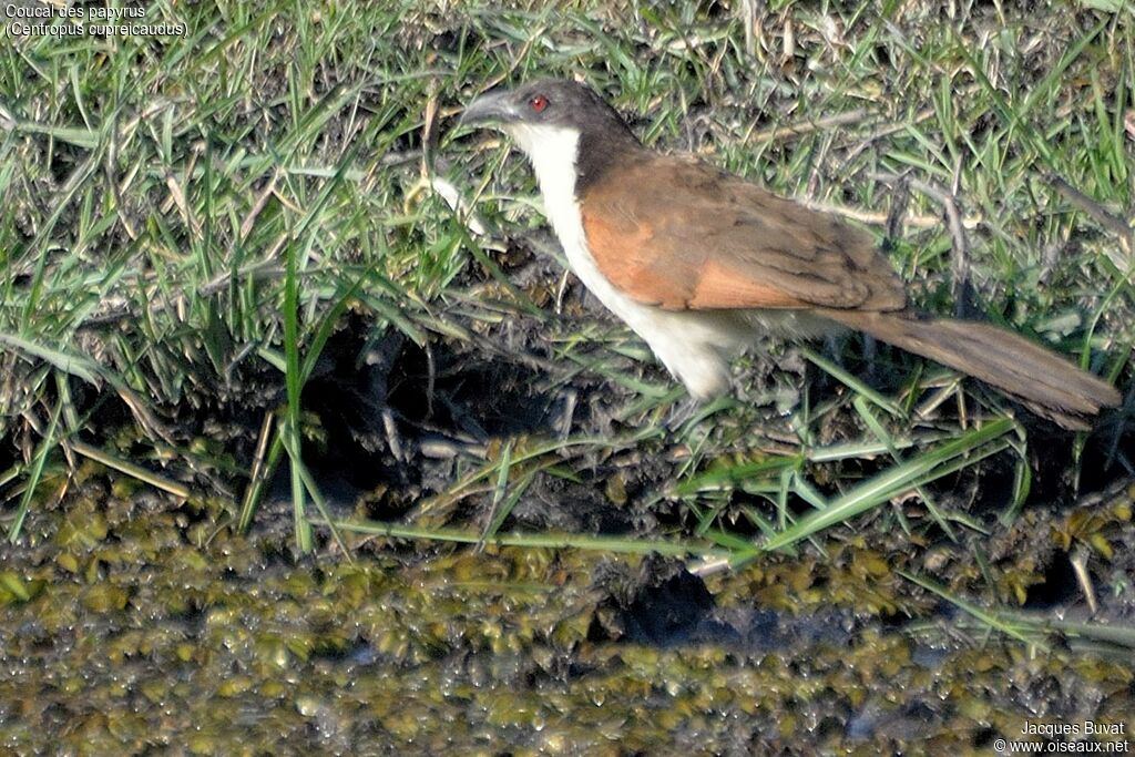 Coucal des papyrusadulte, identification