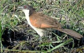 Coppery-tailed Coucal