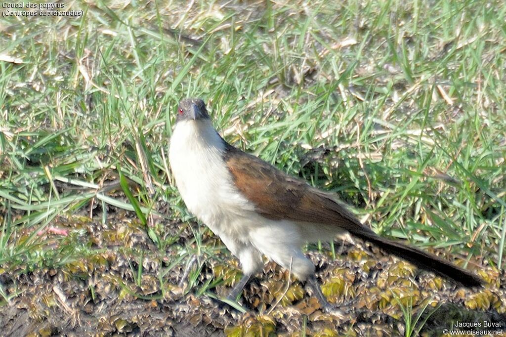 Coucal des papyrusadulte, identification