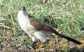 Coppery-tailed Coucal