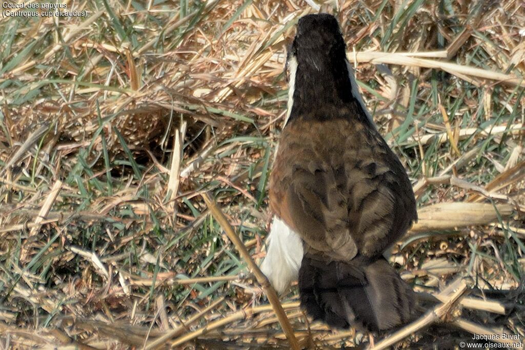 Coppery-tailed Coucaladult