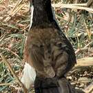 Coucal des papyrus
