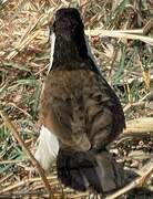 Coucal des papyrus