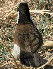 Coucal des papyrus