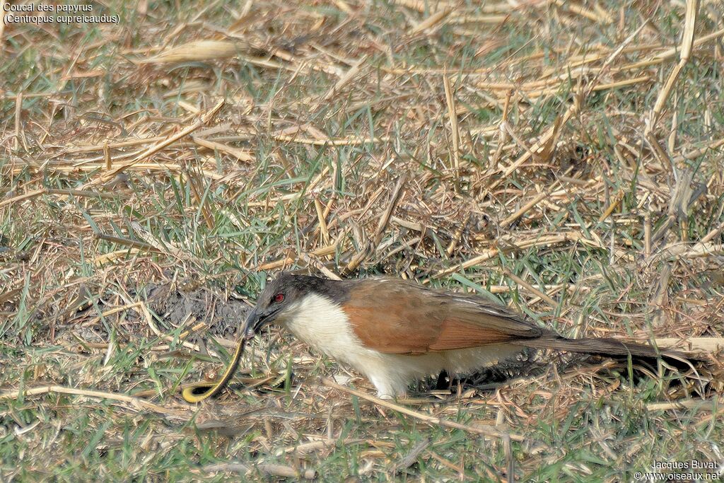 Coppery-tailed Coucaladult