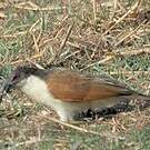 Coucal des papyrus