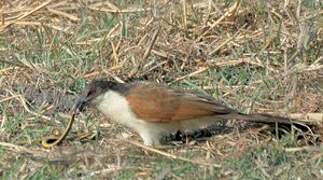 Coppery-tailed Coucal