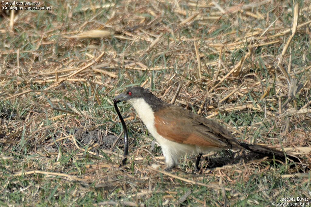 Coucal des papyrus