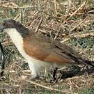 Coucal des papyrus