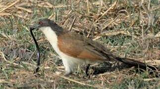 Coppery-tailed Coucal