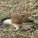 Coucal des papyrus