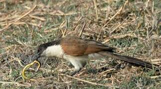 Coppery-tailed Coucal