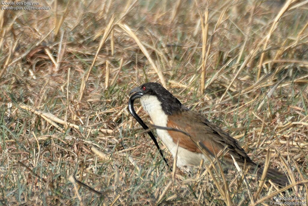 Coucal des papyrusadulte