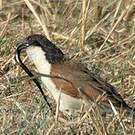 Coucal des papyrus