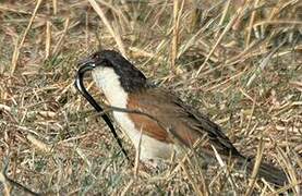 Coppery-tailed Coucal