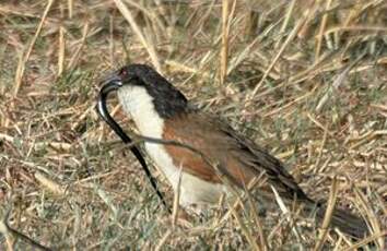 Coucal des papyrus