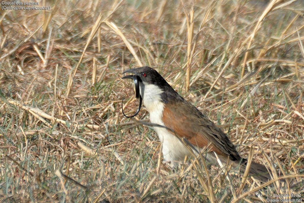 Coucal des papyrusadulte