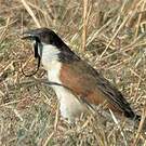 Coucal des papyrus