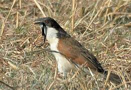 Coppery-tailed Coucal