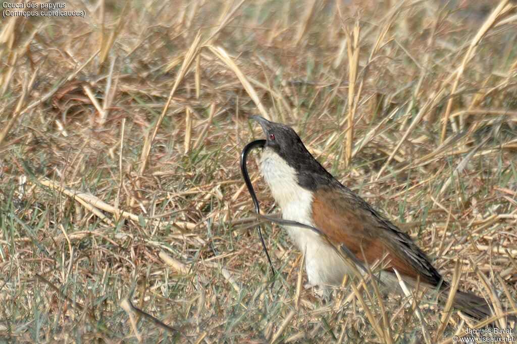 Coppery-tailed Coucal