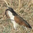 Coucal des papyrus