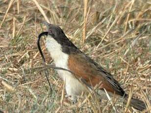 Coucal des papyrus