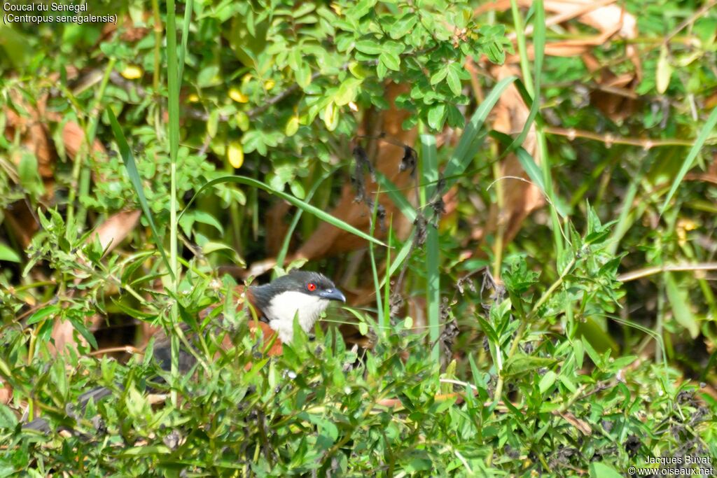 Coucal du Sénégaladulte