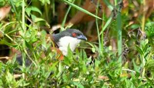 Senegal Coucal