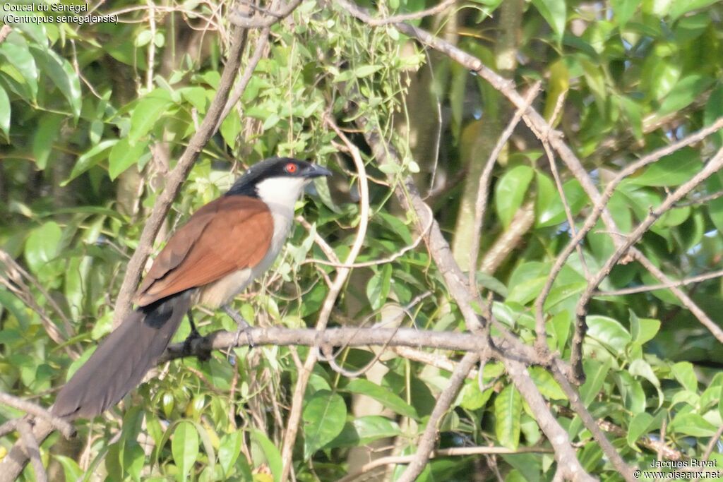 Coucal du Sénégaladulte