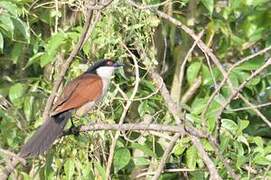 Senegal Coucal