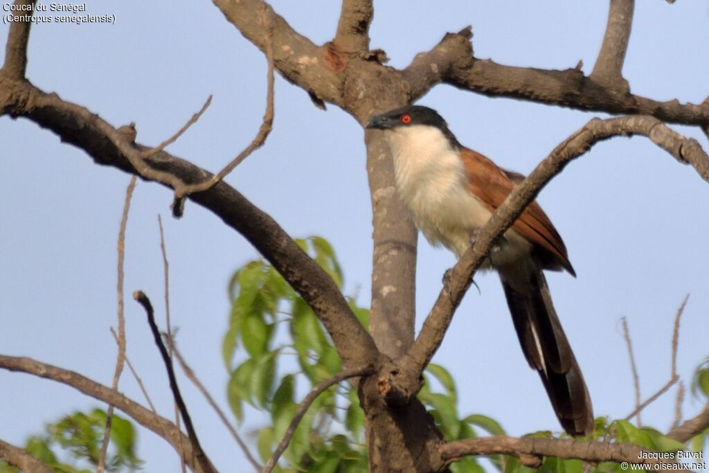 Coucal du Sénégaladulte