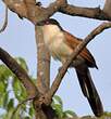 Coucal du Sénégal