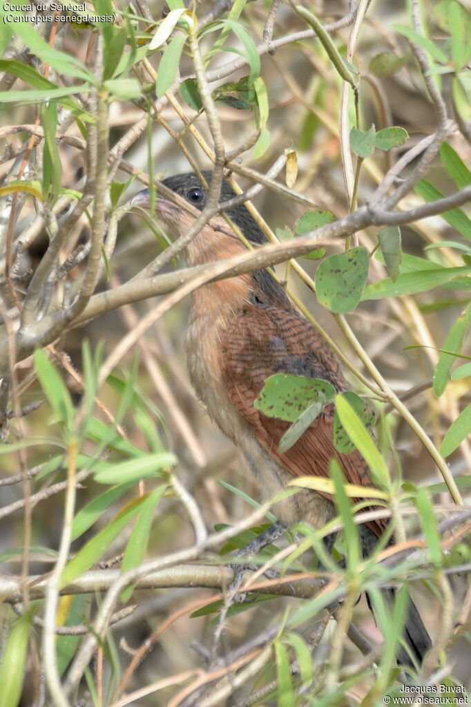 Coucal du Sénégalsubadulte