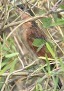 Senegal Coucal