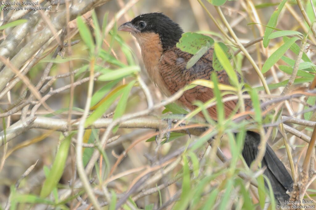 Coucal du Sénégalsubadulte