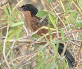 Coucal du Sénégal