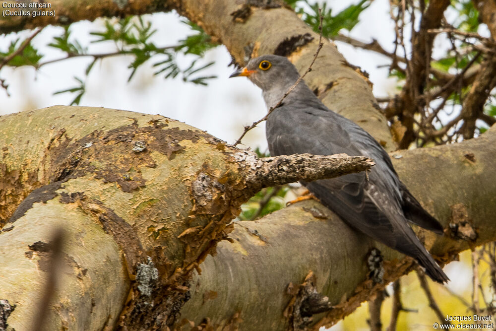 African Cuckooadult