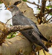 African Cuckoo