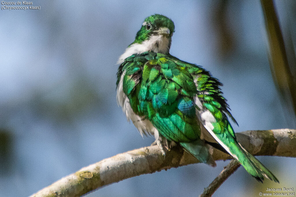 Klaas's Cuckoo male adult