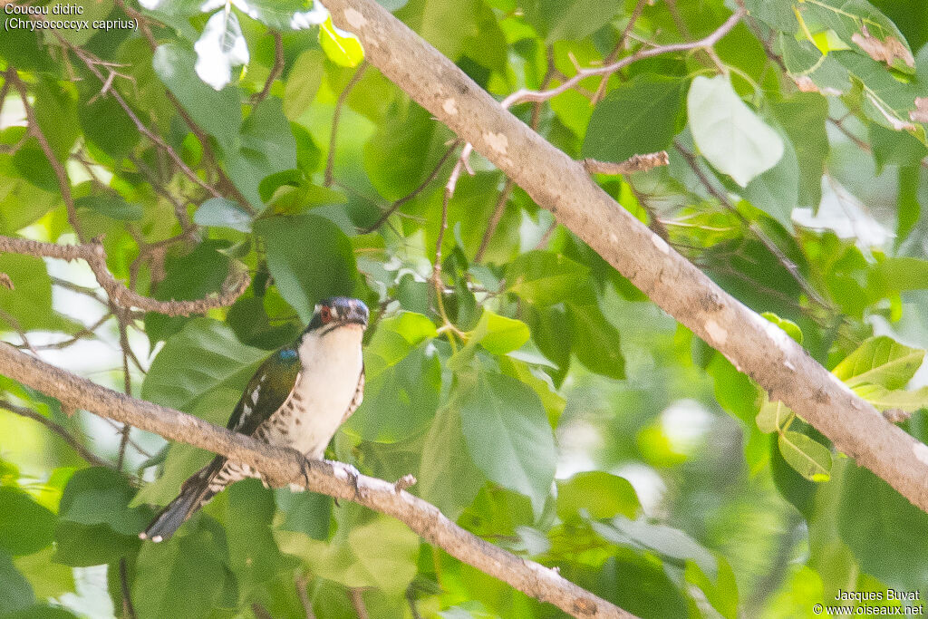 Diederik Cuckoo male adult