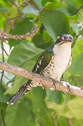 Diederik Cuckoo