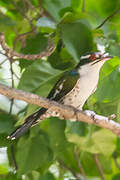 Diederik Cuckoo