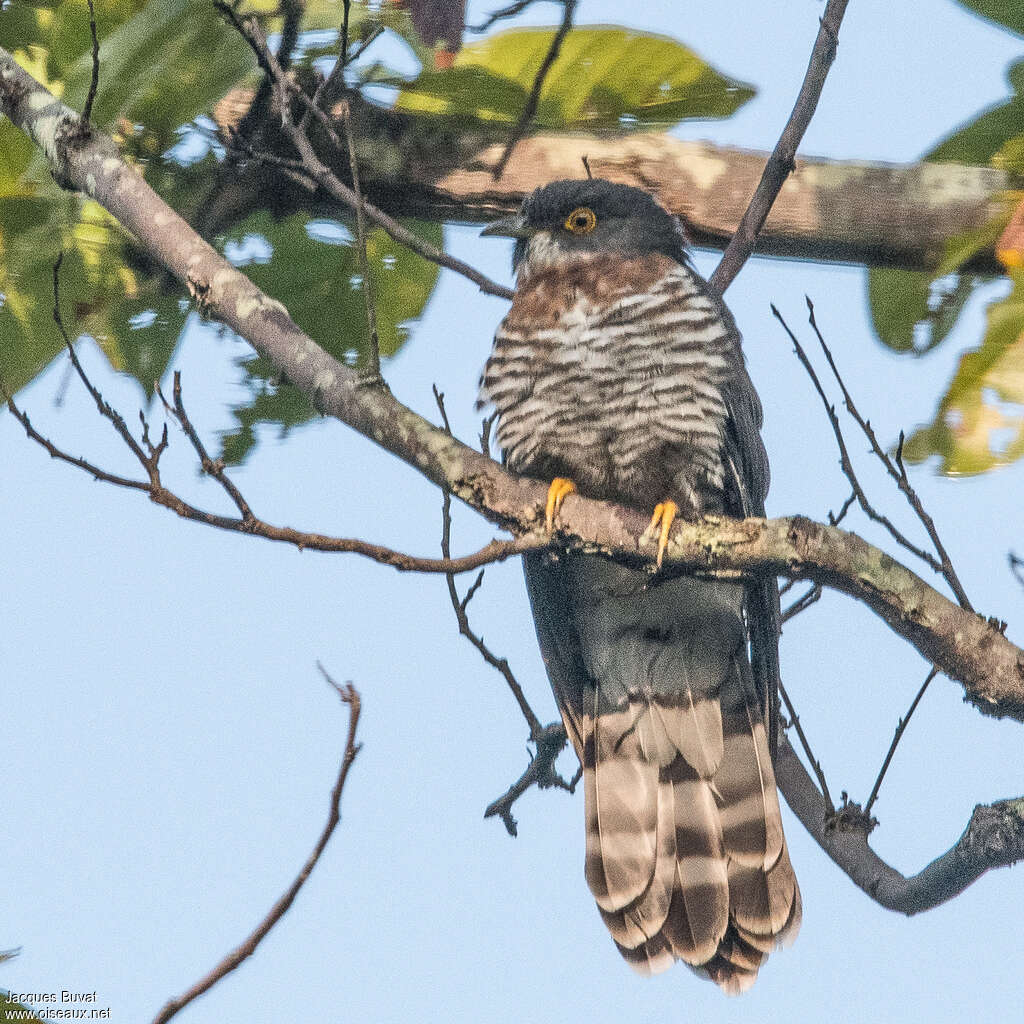 Large Hawk-Cuckooadult, identification, aspect, pigmentation