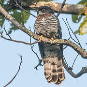 Large Hawk-Cuckoo