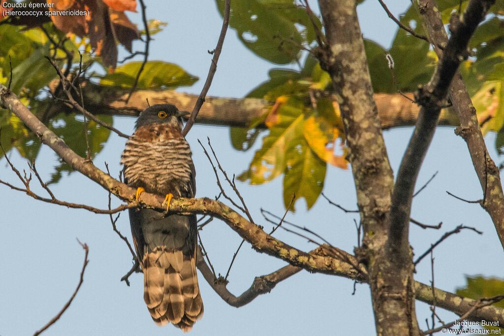 Large Hawk-Cuckooadult, habitat, aspect, pigmentation