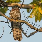 Large Hawk-Cuckoo